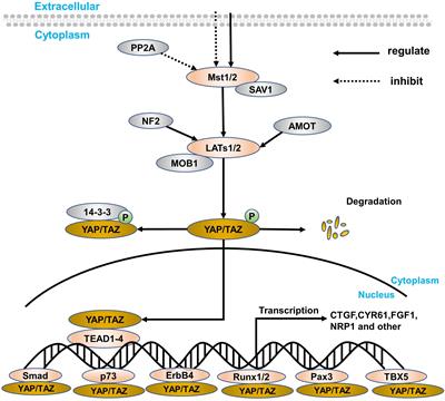 The Effects of YAP and Its Related Mechanisms in Central Nervous System Diseases